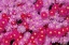 Picture of PINK ICE FLOWERS