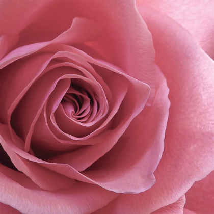 Picture of BLUSH ROSE