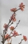 Picture of FROZEN FLOWERS II