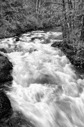 Picture of HAMMA HAMMA RIVER BW