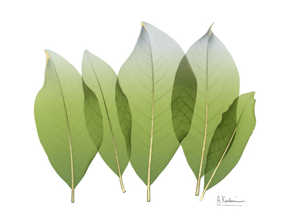 Picture of GOLDEN MAGNOLIA LEAF