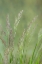 Picture of VELVET GRASS III