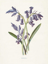 Picture of HYACINTH