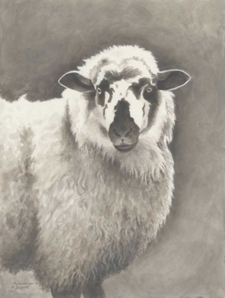 Picture of HEIRLOOM MADRAS SHEEP