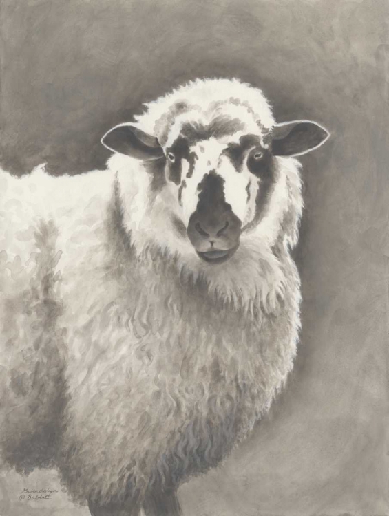 Picture of HEIRLOOM MADRAS SHEEP