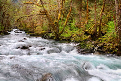 Picture of RAINFOREST RIVER I