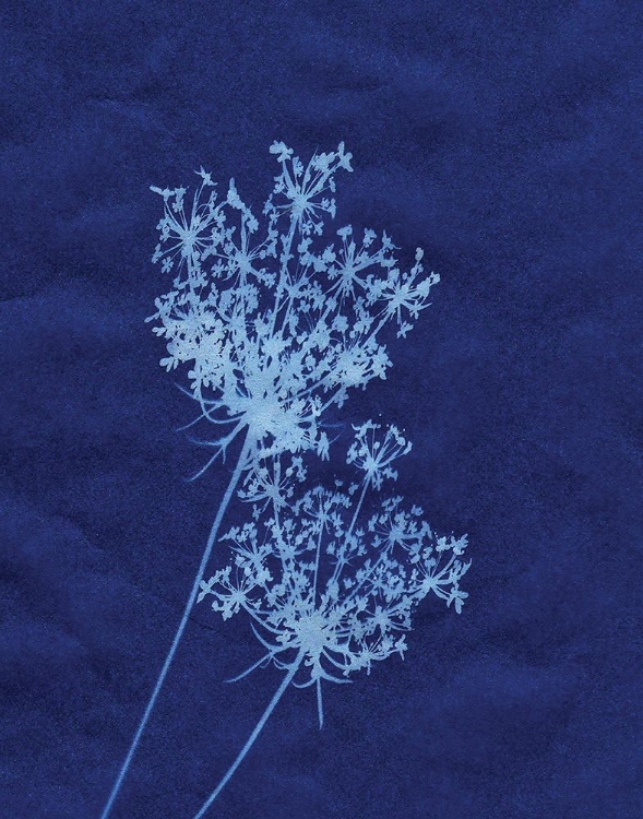 Picture of INDIGO FLOWERS