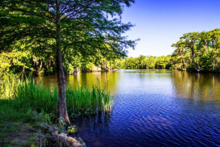 Picture of WACCAMAW RIVER