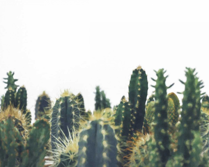 Picture of PRICKLY FIELD