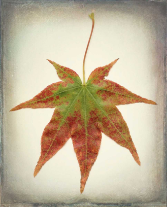 Picture of MAPLE LEAF I