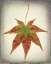 Picture of MAPLE LEAF I