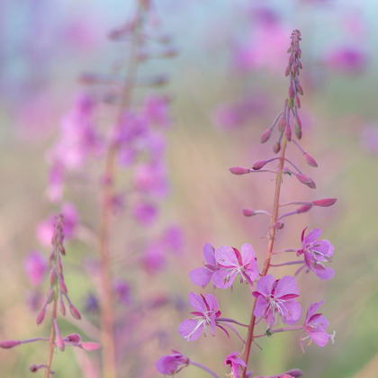 Picture of FIREWEED I