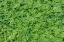 Picture of DEW COVERED OXALIS