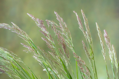 Picture of VELVET GRASS II