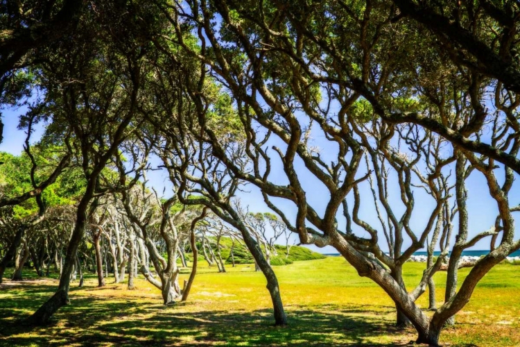 Picture of WINDSWEPT BARRIER ISLAND