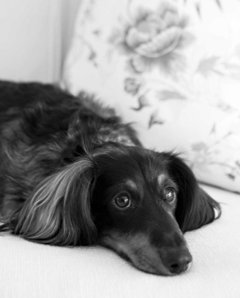 Picture of DACHSHUND BLACK AND WHITE