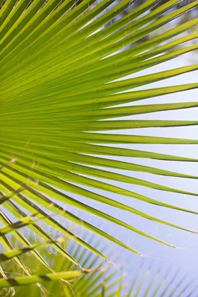 Picture of PALM BRANCH