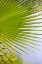 Picture of PALM BRANCH