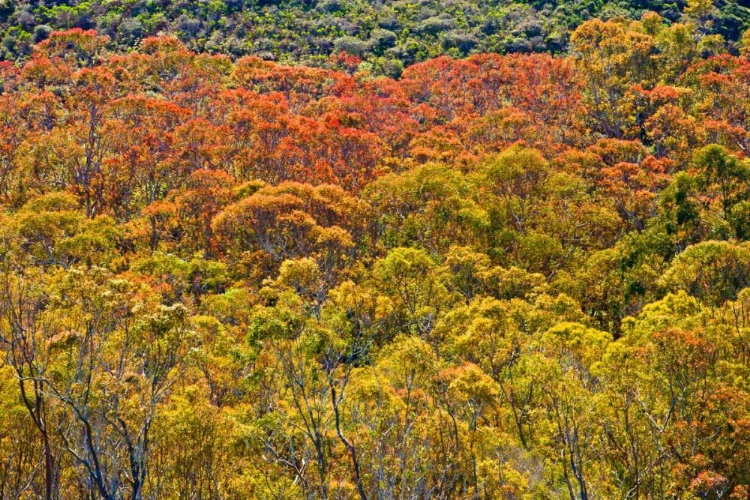 Picture of COLORFUL TREES