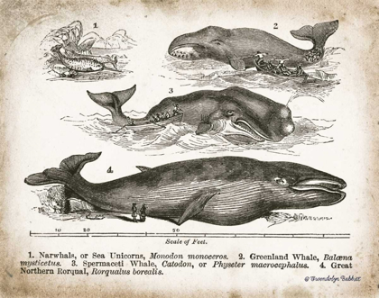 Picture of ANTIQUE WHALES II