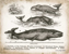 Picture of ANTIQUE WHALES II