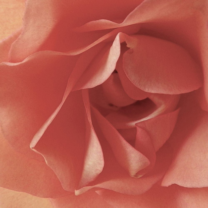 Picture of CORAL ROSE CLOSE-UP I