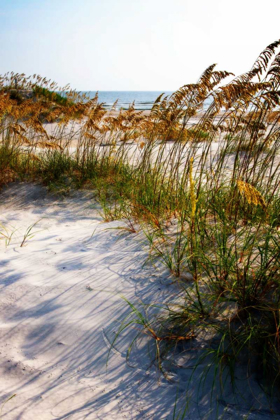 Picture of SEA OATS AND SHADOW II