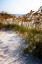 Picture of SEA OATS AND SHADOW II