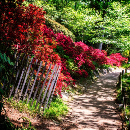 Picture of JAPANESE GARDEN VI