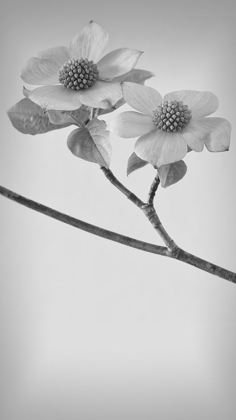Picture of PACIFIC DOGWOOD BLOSSOMS I