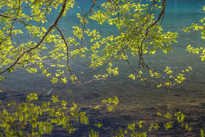 Picture of OVERHANGING ALDER TREES I