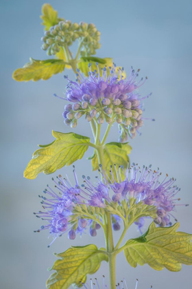 Picture of CARYOPTERIS VI
