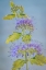 Picture of CARYOPTERIS VI