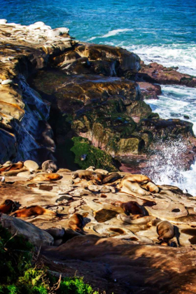 Picture of LA JOLLA SEA LIONS I