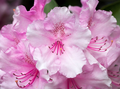 Picture of RHODODENDRON