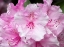 Picture of RHODODENDRON