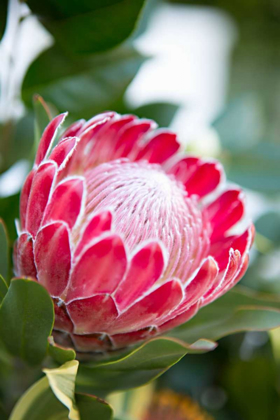 Picture of PINK PROTEA