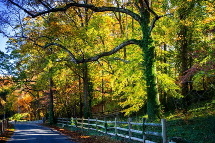 Picture of TREES OF GOLD AND GREEN II