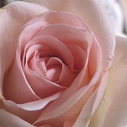 Picture of SALMON ROSE CLOSE-UP