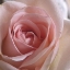 Picture of SALMON ROSE CLOSE-UP