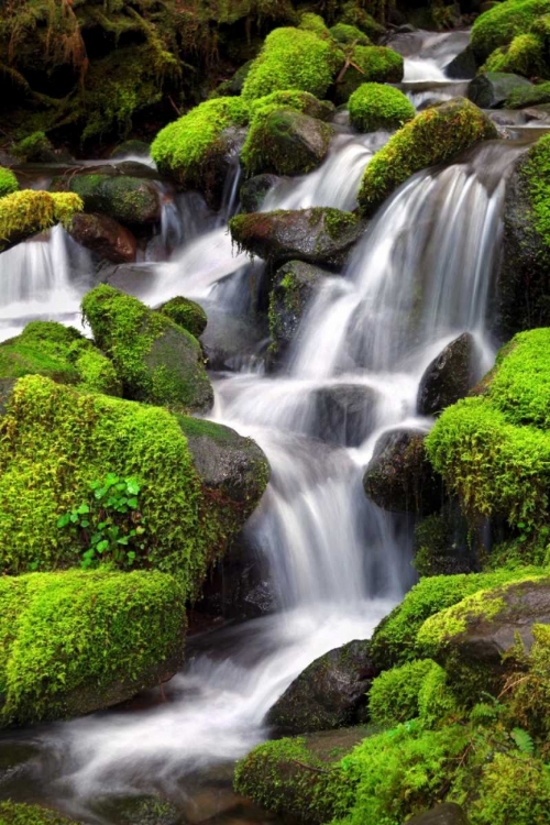 Picture of TRAILSIDE WATERFALL II