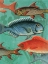 Picture of SCHOOL OF FISH