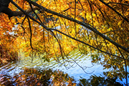 Picture of AUTUMN REFLECTIONS II