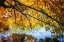 Picture of AUTUMN REFLECTIONS II
