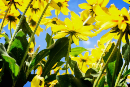 Picture of YELLOW DAISIES