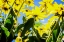 Picture of YELLOW DAISIES