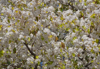 Picture of TREE BLOSSOMS I