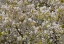 Picture of TREE BLOSSOMS I