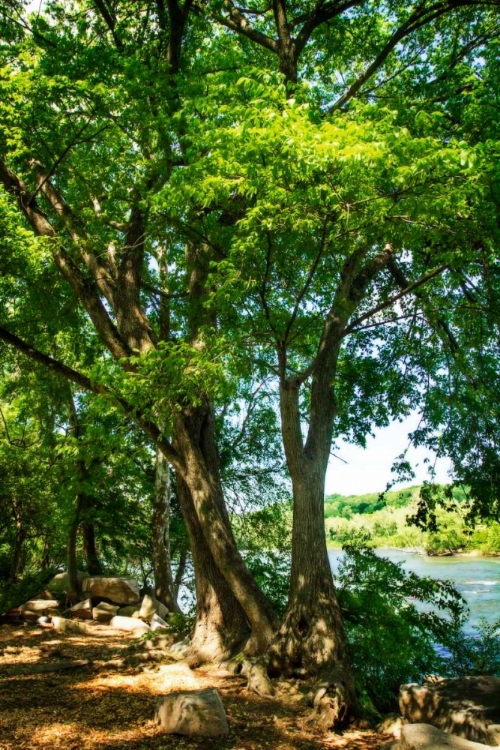 Picture of SPRING ON THE RIVER IV