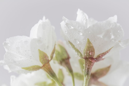 Picture of WHITE CHERRY BLOSSOMS IV